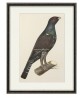 Capercaillie Cock Bird - Vintage Illustration Print - Art-770-11