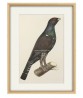 Capercaillie Cock Bird - Vintage Illustration Print - Art-770-11