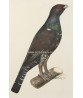 Capercaillie Cock Bird - Vintage Illustration Print - Art-770-11