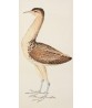European Bittern Bird Print - Vintage Illustration by Olof Rudbeck