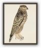 Wild Bird - Vintage Illustration Print - Art-770-13