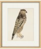 Wild Bird - Vintage Illustration Print - Art-770-13