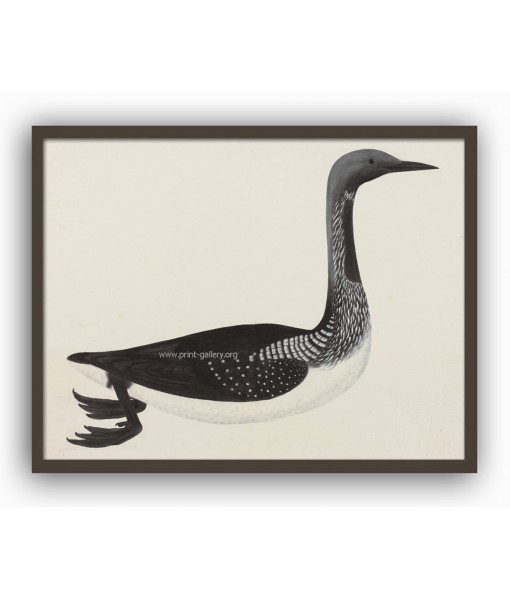 Duck Bird - Vintage Illustration Print ...