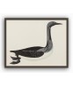 Duck Bird - Vintage Illustration Print - Art-770-14
