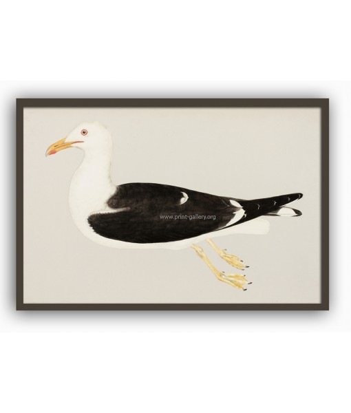 Seagull Bird - Vintage Illustration Print - Art-770-15