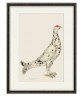Black Grouse Leucistic Form Bird - Vintage Illustration Print  - Art-770-16