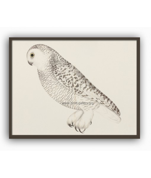 Snowy Owll Bird - Vintage Illustration Print - Art-770-17