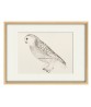 Snowy Owll Bird - Vintage Illustration Print - Art-770-17