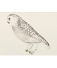 Snowy Owll Bird - Vintage Illustration Print - Art-770-17