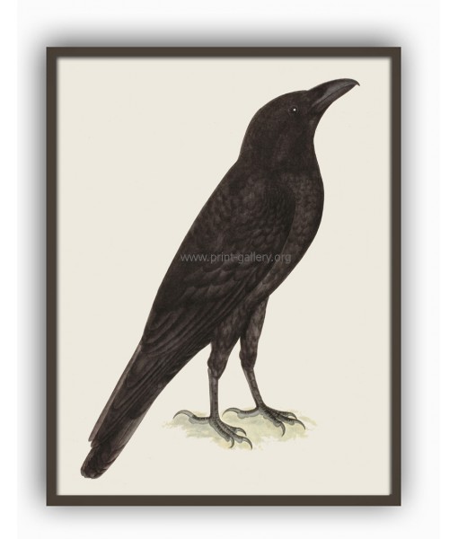Raven Bird - Vintage Illustration Print - Art-770-18