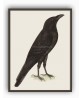 Raven Bird - Vintage Illustration Print - Art-770-18