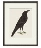 Raven Bird - Vintage Illustration Print - Art-770-18