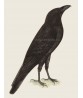 Raven Bird - Vintage Illustration Print - Art-770-18