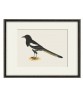 Magpie Bird - Vintage Illustration Print - Art-770-19