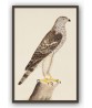 Buzzard Bird - Vintage Illustration Print - Art-770-2
