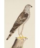 Buzzard Bird - Vintage Illustration Print - Art-770-2