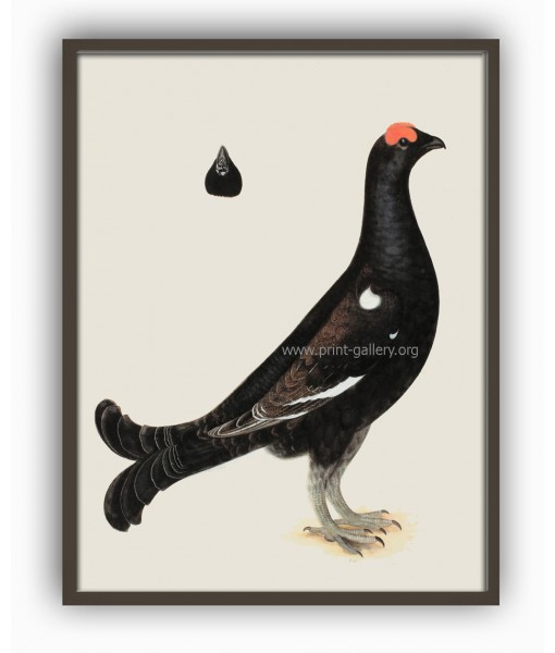 Black Grouse Cock - Vintage Illustration ...