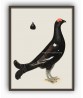 Black Grouse Cock - Vintage Illustration Print - Art-770-21