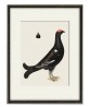 Black Grouse Cock - Vintage Illustration Print - Art-770-21