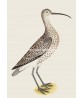 Long-Billed Curlew - Vintage Illustration Print - Art-770-22