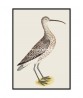 Long-Billed Curlew - Vintage Illustration Print - Art-770-22