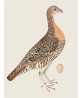 Ptarmigan - Vintage Illustration Print - Art-770-22