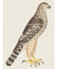 Wild Bird - Vintage Illustration Print - Art-770-24