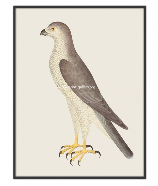 Wild Bird - Vintage Illustration Print - Art-770-26