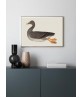 Duck -Print - Art-770-27