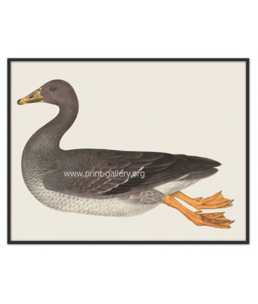 Duck - Vintage Illustration Print - ...
