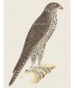 Gyr Falcon - Vintage Illustration Print - Art-770-29
