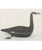 Cormorant Bird - Vintage Illustration Print - Art-770-3