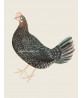 Farm Hen - Vintage Illustration Print - Art-770-30