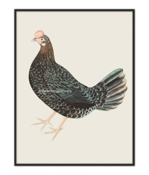 Farm Hen - Vintage Illustration Print ...