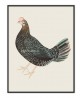 Farm Hen - Vintage Illustration Print - Art-770-30