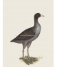 Eurasian Coot - Vintage Illustration Print - Art-770-31