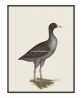 Eurasian Coot - Vintage Illustration Print - Art-770-31