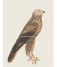 Buzzard - Vintage Illustration Print - Art-770-32