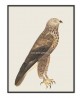 Buzzard - Vintage Illustration Print - Art-770-32