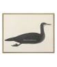 Comorant Bird - Vintage Illustration Print - Art-770-4