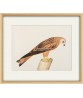 Red Kite Bird - Vintage Illustration Print - Art-770-5