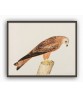 Red Kite Bird - Vintage Illustration Print - Art-770-5