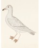 Seagull Bird - Vintage Illustration Print - Art-770-6