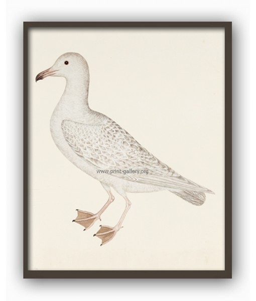 Seagull Bird - Vintage Illustration Print - Art-770-6