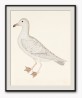 Seagull Bird - Vintage Illustration Print - Art-770-6
