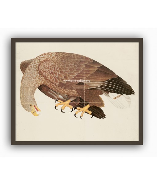 White-Tailed Eagle Bird - Vintage Illustration Print - Art-770-7
