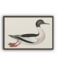 Duck Bird - Vintage Illustration Print - Art-770-8