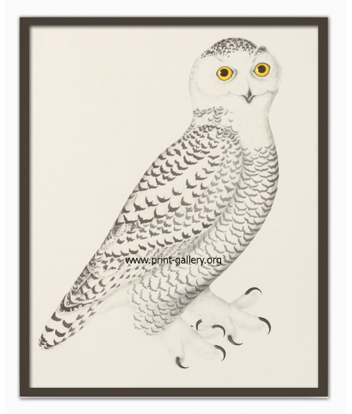 Owl Bird - Vintage Illustration Print ...