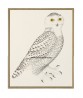 Owl Bird - Vintage Illustration Print - Art-770-9