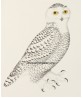 Owl Bird - Vintage Illustration Print - Art-770-9